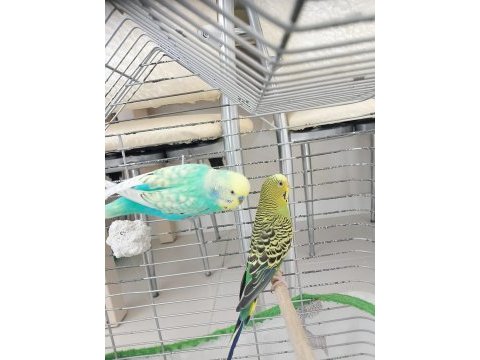Cins yumurtalı yavrulu çift muhabbet kuşu çift