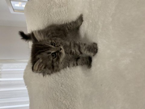 British longhair silver tabby 54 günlük kedimiz