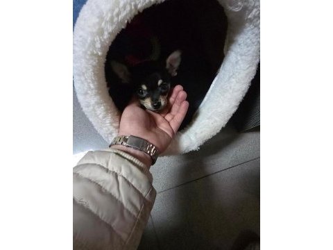 1 yaşında pinscher uysal pet eğitimi var