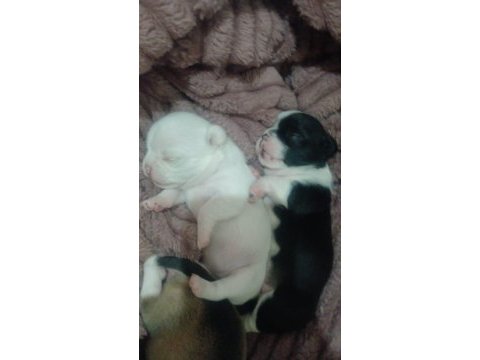 19 mayıs doğumlu köpekler yeni yuvasını arıyor
