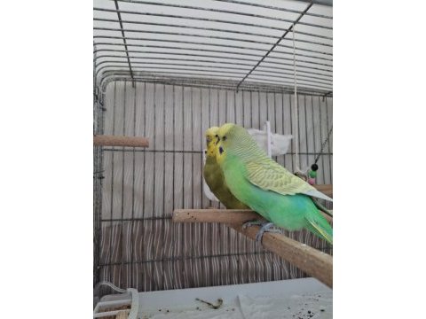 Hazır cift yumurtalı muhabbet kuşu