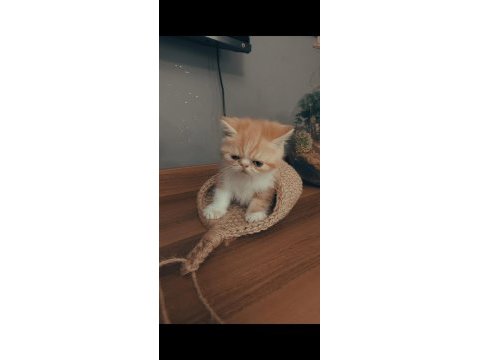 Exotic shorthair yavrular