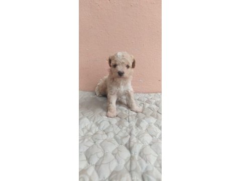 Maltipoo bebekler teslime hazır