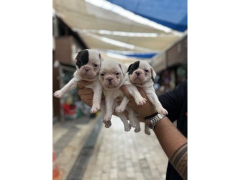 Kar beyaz sağlıklı orjinal french bulldog