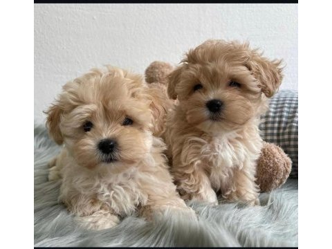 Orjinal kore kan büyümeme garantili maltipoo teacup
