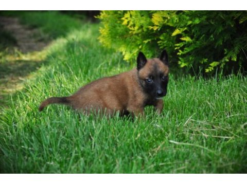 Belçika malinois yavrularımız evinizin neşesi olacaktır