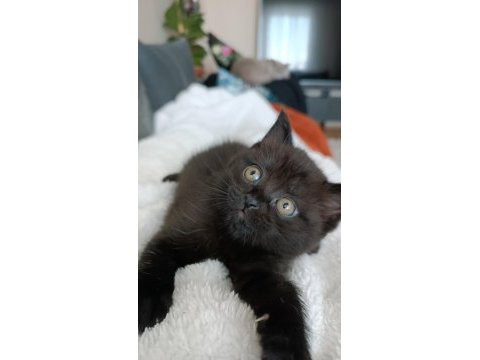 British shorthair dark chocolate yavru