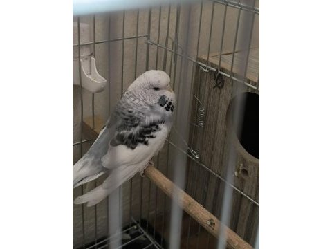 Jumbo muhabbet kuşu hazır takım
