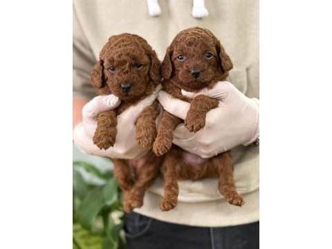 Çanakkalede toy poodle yavrularımız