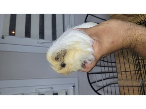 Çok sevimli ve uysal ginepigler fethiyede