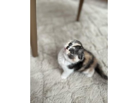 Dişi biblo tricolor scottish fold