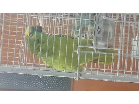Amazon blue front 45 net kelime konuşma