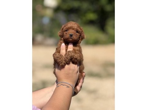 Çiş eğitimli aşılı küçük boy poodle 