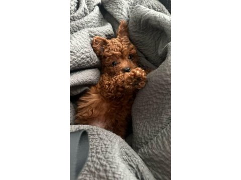 Toy ve kore poodle yavrularımız