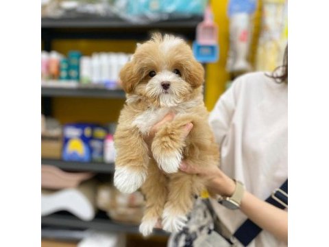 F2 maltipoo yavruları