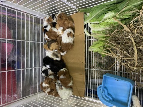 Rengarenk çok tatlı ginepigler adana kobay