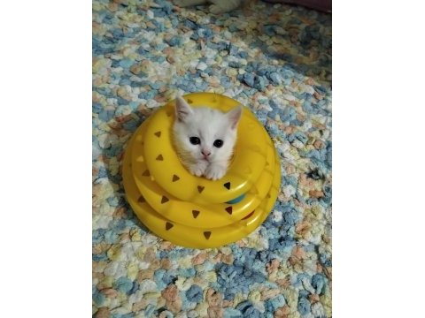 British shorthair top kafa