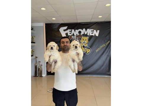 Renk renk orjinal toy poodle yavrularımız güncel ankara