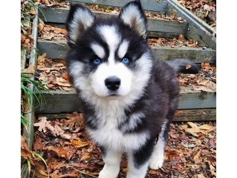 Kusursuz anatomi husky yavrularımız