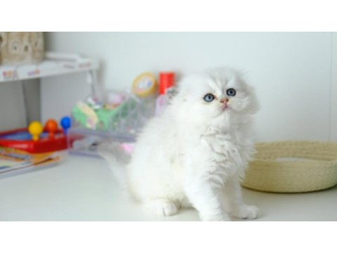 Scottish fold longhair top kafa silver yavrumuz
