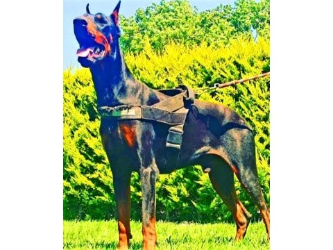 Doberman yavrularımız