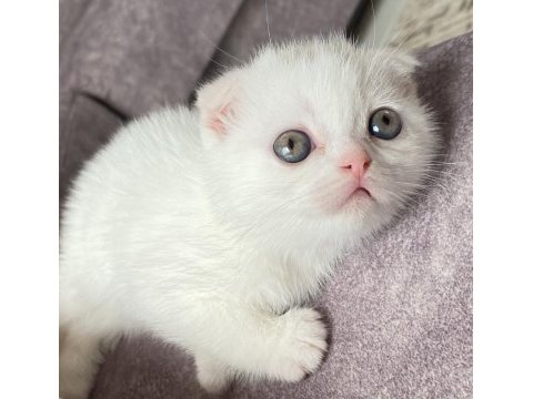 Scottish fold kediler