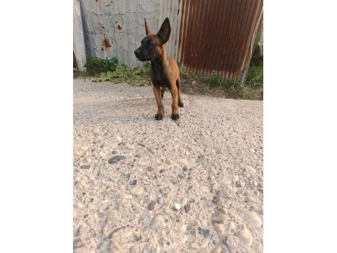 2 aylık dişi belçika kurdu sağlıklı veteriner kontrolünde