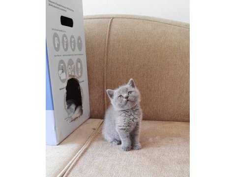 Harika çikolata british shorthair bebekler
