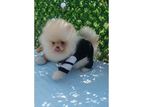 Orijinal pomeranian boo