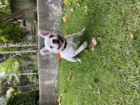 Acil yurt dışına çıkacağım için french bulldog