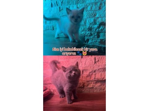 British shorthair yavru