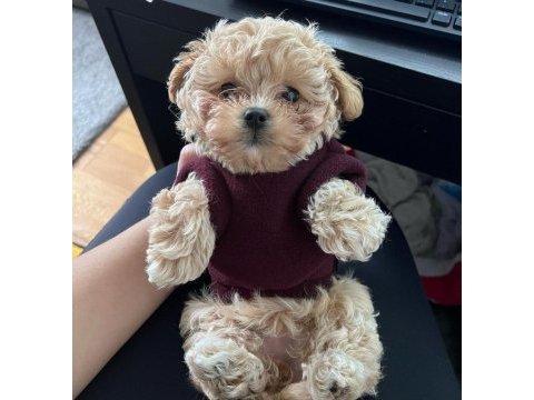 Kore kanı honey maltipoo 1.250 gr
