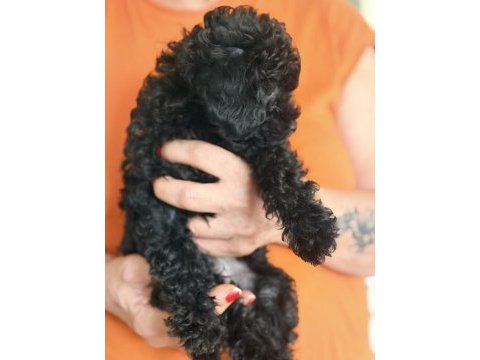 Safkan asil siyah toy poodle yavrular