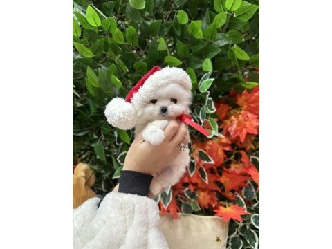 Safkan şecereli pomeranian boo yavrular