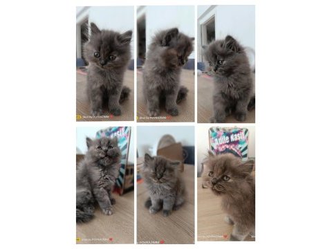 2 aylık orjinal british longhair kedimiz
