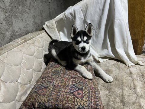 Saf kan husky yavrumuz yeni yuvasını bekliyor