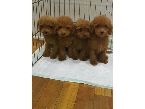 Red brown a kalite orjinal toy poodle yavrular
