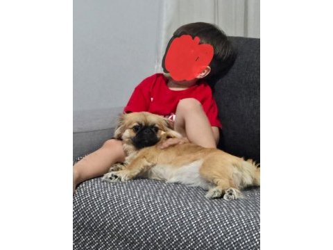 7 aylık full eğitimli şecereli dünya tatlısı pekinez