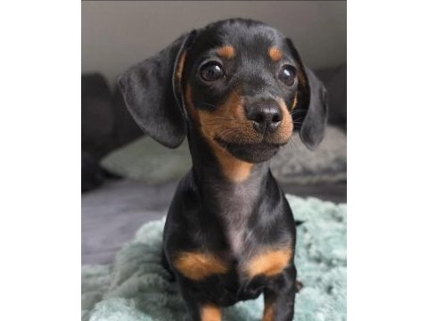 Black and tan dachshund yavrularımız