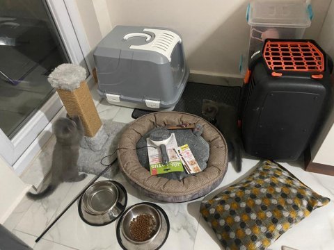 4 aylık scottish fold miniklerim acil sahiplendirilecektir