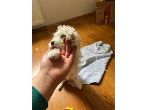 3 aylık dişi malta terrier