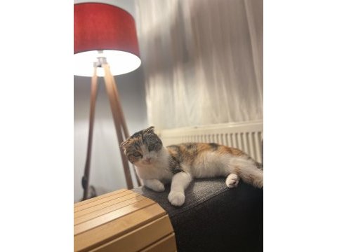 Sahiplendirmek scottish fold kedimizi