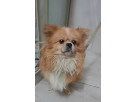 Spike pomeranian mix