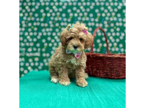 Mini tüy dökmez maltipoo yavrular 