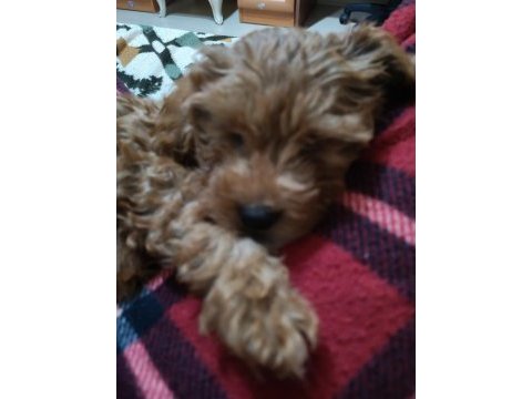 Bal gibi toy poodle bebek