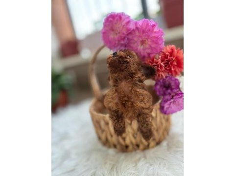 Teacup kore poodle