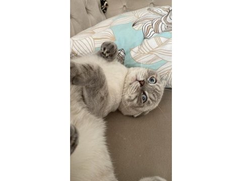 Scottish fold meleğimize yuva arıyoruz
