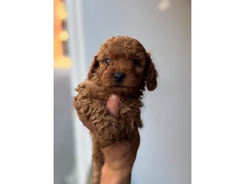 Tüy dökmeyen minicik toy poodle yavrular