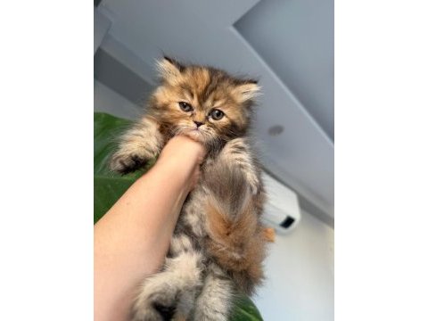 Pamuk iran kedisi bebeklerim