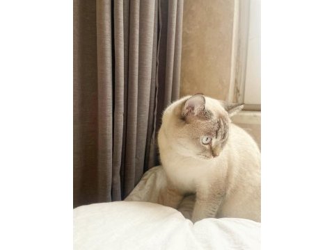 1.5 yaşında kısırlaştırılmış blue point british shorthair